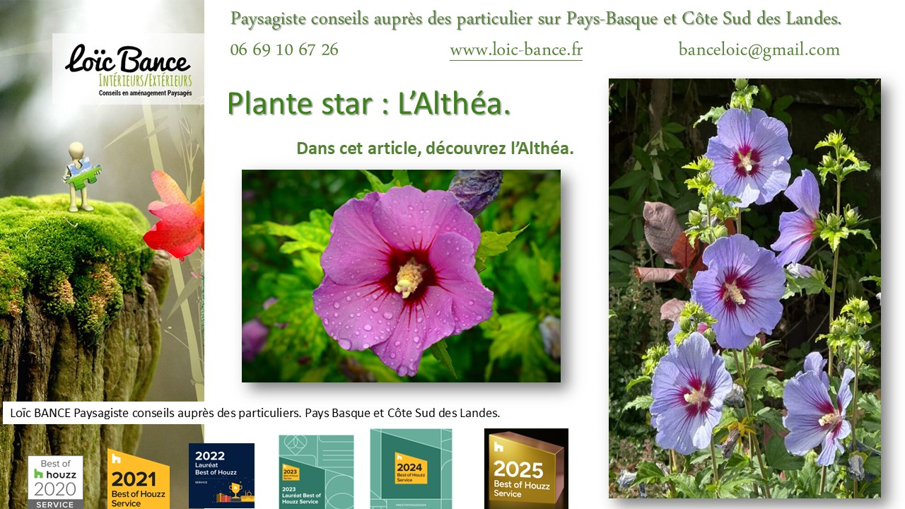 Fiche technique de l'Alth�a Hibiscus Paysagiste Capbreton