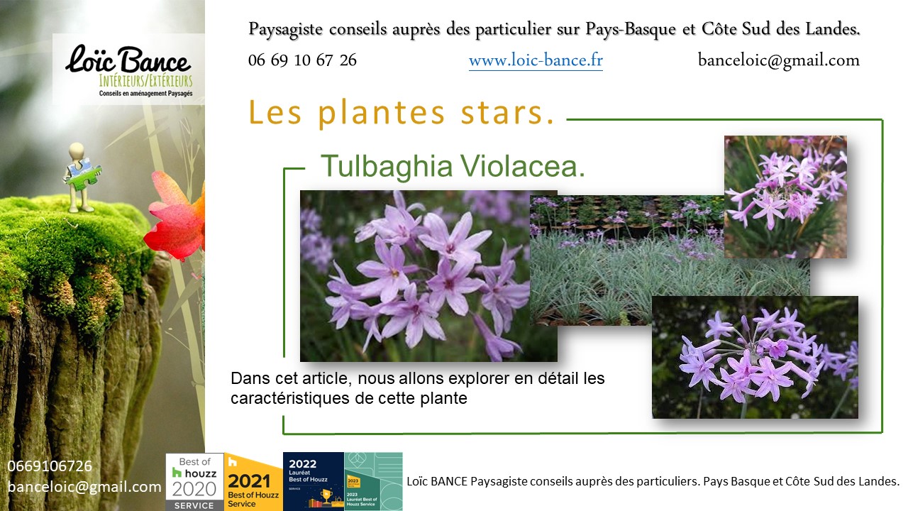 Paysagiste Capbreton une vivace plante star de juillet 2024 : Tulbaghia Violacea.